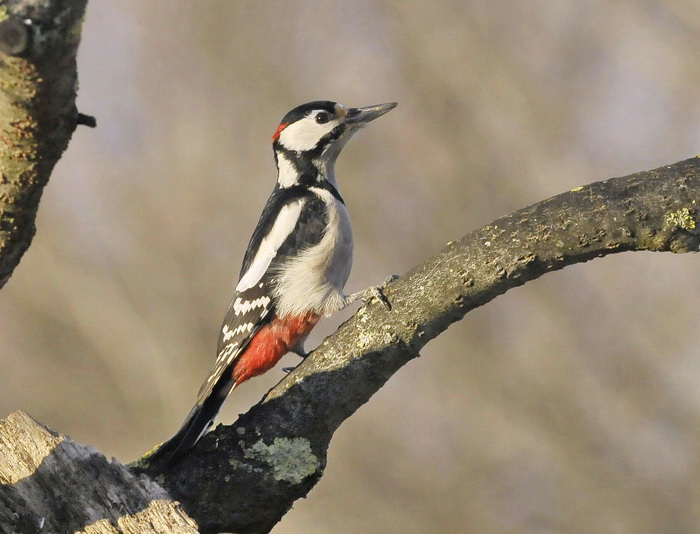 Picchio, che ti ri-picchio, Re del Parco - Dendrocopus major